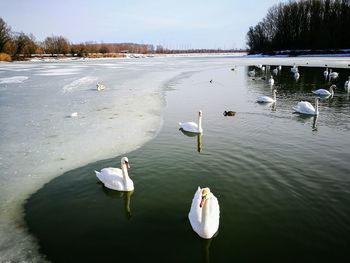 Swans on lake