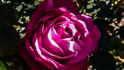 Close-up of pink rose blooming outdoors