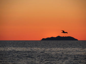 Seagull flying over sea against orange sky