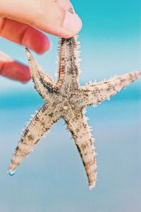 Cropped hand holding starfish in sea