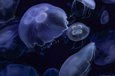 Close-up of jellyfish swimming in sea