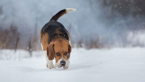 Portrait of a dog in snow