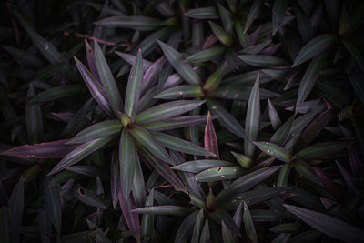 Full frame shot of plants