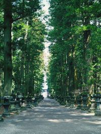 Road amidst trees against sky