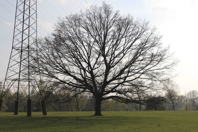 Bare tree in park