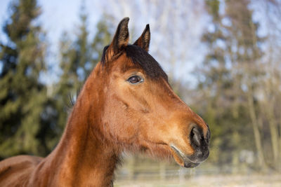 Portrait of a brown mare in wintry landscape
