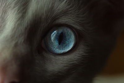 Close-up of cat eye