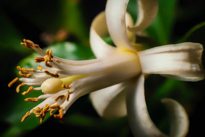 Close-up of white day lily