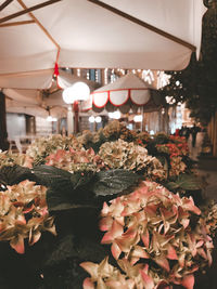 Close-up of pink roses on display at market stall