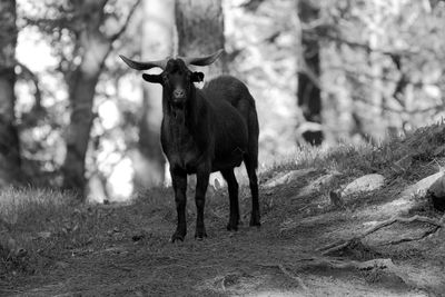 Goat standing on grassy field against trees