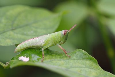 Close-up of insect on leaf