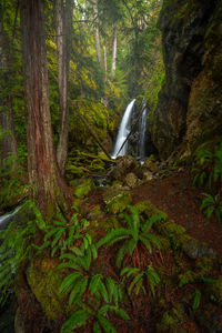 View of waterfall in forest