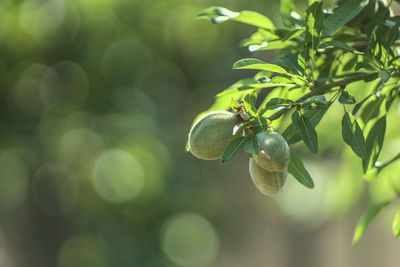 Close-up of berries growing on tree