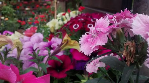 Close-up of pink flower