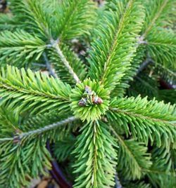 Close-up of leaves