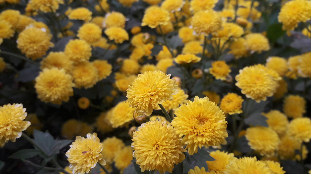 flower, fragility, beauty in nature, yellow, nature, growth, freshness, no people, blooming, plant, close-up, flower head, outdoors, day