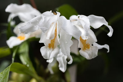 Close-up of wet white flowering plants