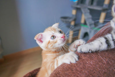 Cute orange kitten on a tree at home.