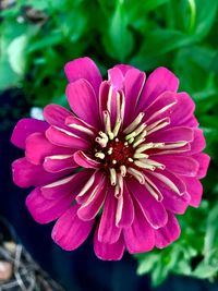 Close-up of pink flower