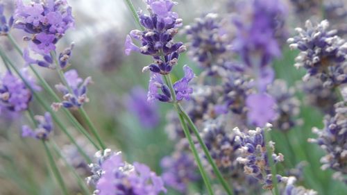 Close-up of purple flowering plants