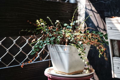 Close-up of small potted plant