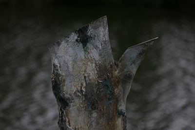 Close-up of tree trunk