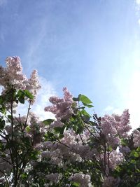 Low angle view of flower tree against sky