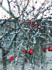 Low angle view of berries on tree