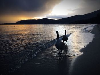 Silhouette swans on lake against sky during sunset