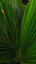 Close-up of palm leaves