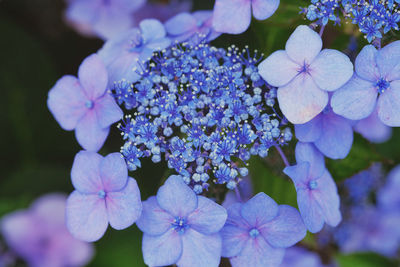 Close-up of purple hydrangea flowers in park