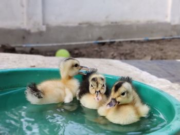 Close-up of ducklings in water