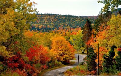 Autumn trees in forest against sky