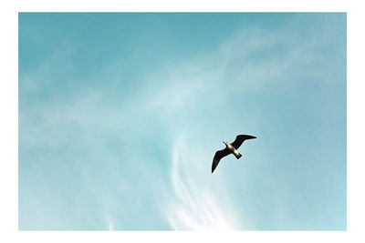 Low angle view of silhouette bird flying against blue sky