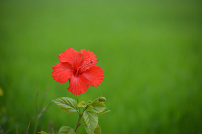 Close-up of red hibiscus flower