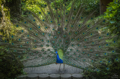 Close-up of peacock