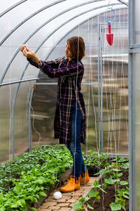 Young woman working in a greenhouse tying up a string of tomato bushes on a spring morning