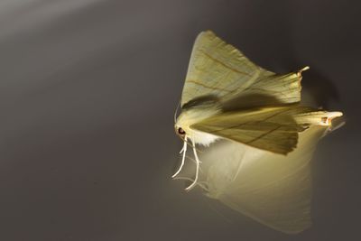 Close-up of butterfly on white flower