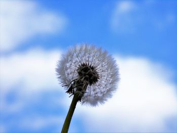 Close-up of flower against sky