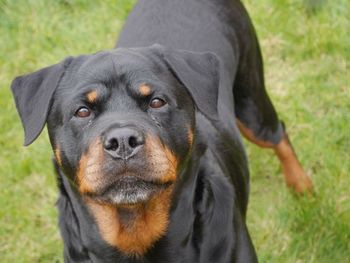 Close-up of dog on grassy field