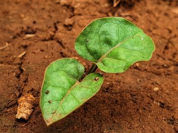 Close-up of green leaf on land