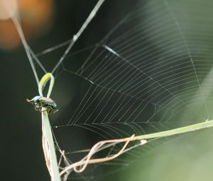 Close-up of cobweb against blurred background