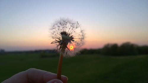 Cropped hand holding dandelion against sky during sunset