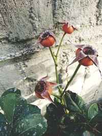 Close-up of red rose on wall