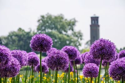 Close-up of fresh purple flowers in garden