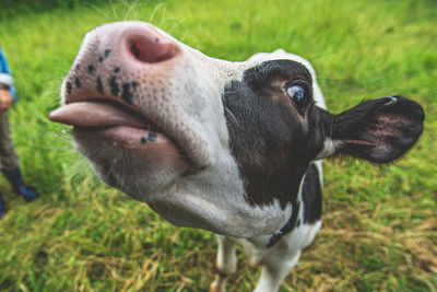 View of cow on field