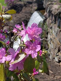 Close-up of pink flowering plant