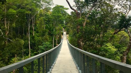 Footbridge amidst trees in forest