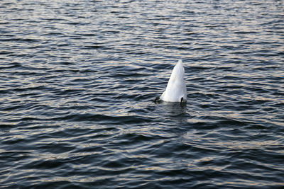 View of bird swimming in sea