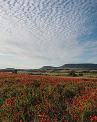 Red poppy flowers on field against sky